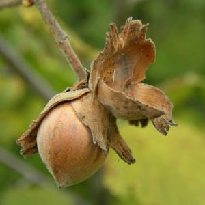 Photographie n°2094982 du taxon Corylus avellana L. [1753]