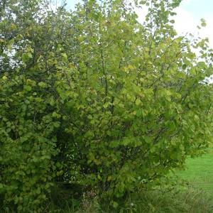 Photographie n°2094983 du taxon Corylus avellana L. [1753]