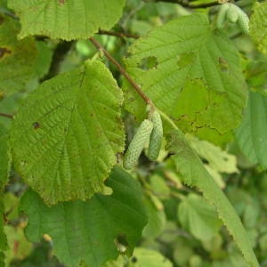 Photographie n°2094984 du taxon Corylus avellana L. [1753]