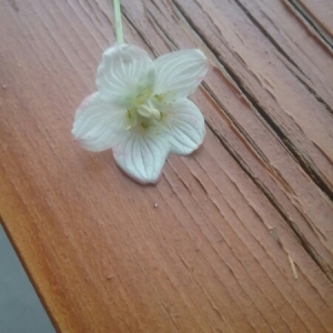 Photographie n°2094988 du taxon Parnassia palustris L. [1753]