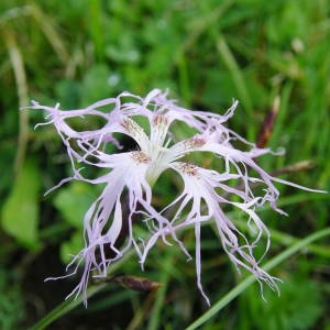 Photographie n°2094992 du taxon Dianthus superbus L. [1755]