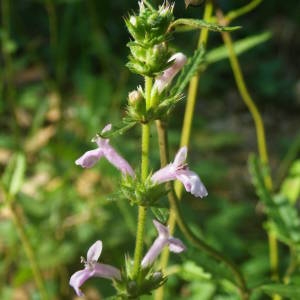 Photographie n°2095025 du taxon Betonica officinalis L. [1753]