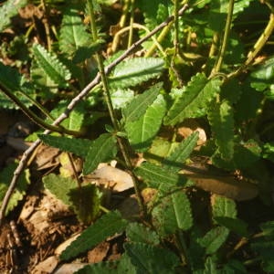 Photographie n°2095026 du taxon Betonica officinalis L. [1753]