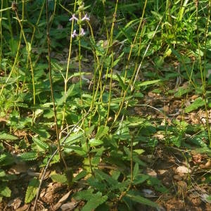 Photographie n°2095027 du taxon Betonica officinalis L. [1753]