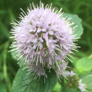 Photographie n°2095033 du taxon Mentha aquatica L. [1753]