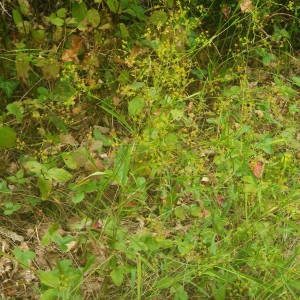 Photographie n°2095048 du taxon Bupleurum falcatum L. [1753]