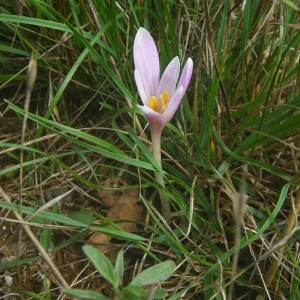 Photographie n°2095057 du taxon Colchicum longifolium Castagne [1845]