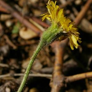 Photographie n°2095063 du taxon Crepis L. [1753]