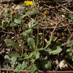 Photographie n°2095064 du taxon Crepis L. [1753]