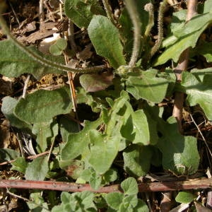 Photographie n°2095065 du taxon Crepis L. [1753]