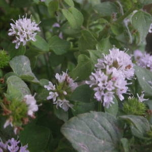 Photographie n°2095069 du taxon Mentha aquatica L. [1753]