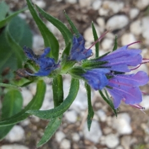 Photographie n°2095076 du taxon Echium vulgare L. [1753]