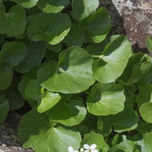 Photographie n°2095087 du taxon Cardamine asarifolia L. [1753]