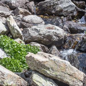 Photographie n°2095088 du taxon Cardamine asarifolia L. [1753]