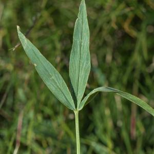 Photographie n°2095109 du taxon Trifolium alpinum L. [1753]