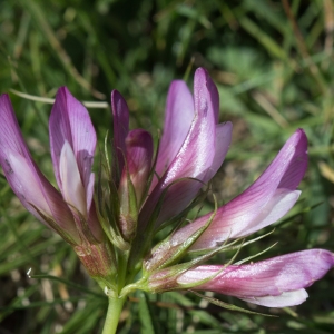 Photographie n°2095110 du taxon Trifolium alpinum L. [1753]