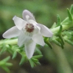 Photographie n°2095141 du taxon Calluna vulgaris (L.) Hull [1808]