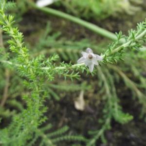 Photographie n°2095143 du taxon Calluna vulgaris (L.) Hull [1808]