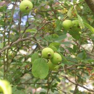 Photographie n°2095159 du taxon Malus sylvestris Mill. [1768]