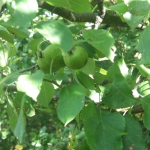 Photographie n°2095160 du taxon Malus sylvestris Mill. [1768]