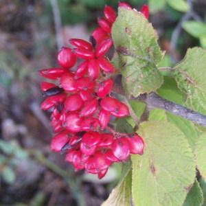 Photographie n°2095161 du taxon Viburnum lantana L. [1753]