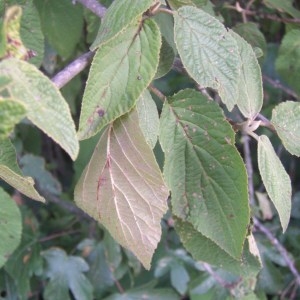 Photographie n°2095163 du taxon Viburnum lantana L. [1753]