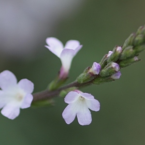 Photographie n°2095165 du taxon Verbena officinalis L. [1753]