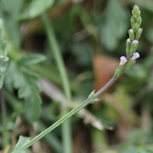 Photographie n°2095170 du taxon Verbena officinalis L. [1753]