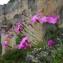 Dianthus pungens subsp. ruscinonensis (Boiss.) M.Bernal, M.Laínz & Muñoz Garm. [1987] [nn22250] par Danièle Domeyne le 05/06/2016 - Mostuéjouls, France