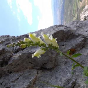 Photographie n°2095210 du taxon Antirrhinum majus L. [1753]