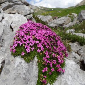 Silene acaulis (L.) Jacq. [1762] [nn63949] par Danièle Domeyne le 06/07/2014 - 73120 Saint-Bon-Tarentaise, France