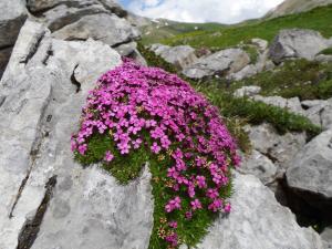 Danièle Domeyne, le  6 juillet 2014 (73120 Saint-Bon-Tarentaise, France)