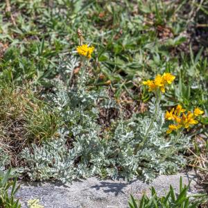 Photographie n°2095220 du taxon Senecio incanus L. [1753]