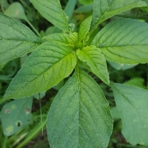 Photographie n°2095221 du taxon Amaranthus retroflexus L. [1753]