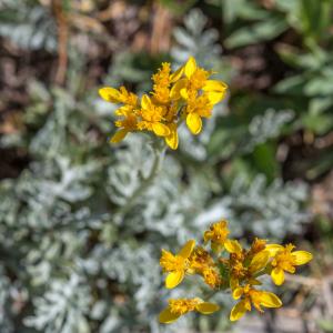 Photographie n°2095223 du taxon Senecio incanus L. [1753]