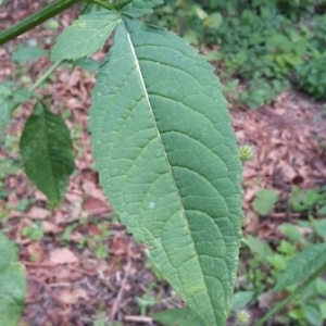 Photographie n°2095234 du taxon Dipsacus pilosus L.