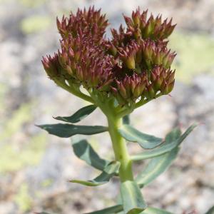 Photographie n°2095259 du taxon Rhodiola rosea L. [1753]