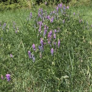 Photographie n°2095275 du taxon Vicia cracca L. [1753]