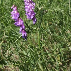 Photographie n°2095276 du taxon Vicia cracca L. [1753]