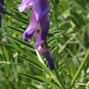 Photographie n°2095277 du taxon Vicia cracca L. [1753]