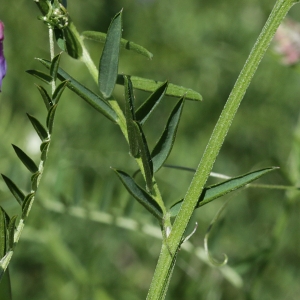 Photographie n°2095278 du taxon Vicia cracca L. [1753]