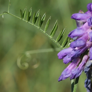 Photographie n°2095280 du taxon Vicia cracca L. [1753]