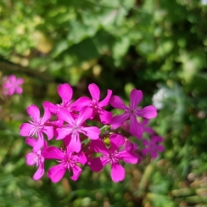 Photographie n°2095308 du taxon Atocion armeria (L.) Raf. [1840]