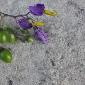 Photographie n°2095312 du taxon Solanum dulcamara L. [1753]