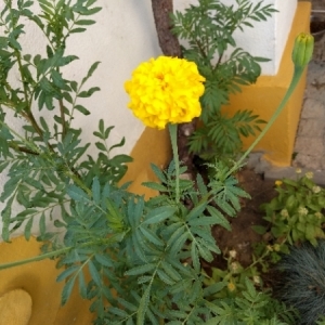 Photographie n°2095339 du taxon Tagetes patula L. [1753]