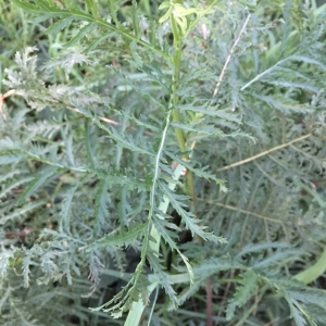 Photographie n°2095361 du taxon Tanacetum vulgare L. [1753]