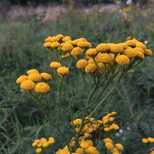 Photographie n°2095362 du taxon Tanacetum vulgare L. [1753]