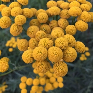 Photographie n°2095363 du taxon Tanacetum vulgare L. [1753]