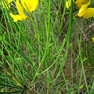 Photographie n°2095365 du taxon Cytisus scoparius (L.) Link [1822]