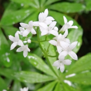 Photographie n°2095558 du taxon Galium odoratum (L.) Scop. [1771]